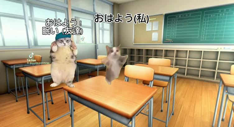 猫ミームの動画のワンシーン